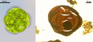New Clue on How and When Cells with Nuclei First Evolved