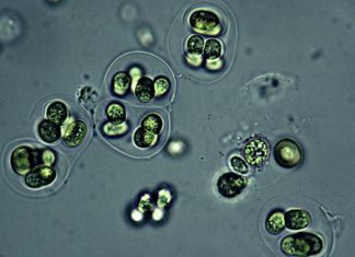 Red Planet bacterial biotechnology – Cosmos