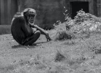 Social distancing in the natural world: Strategies to detect and avoid disease