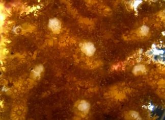 UM scientists achieve breakthrough in culturing corals and sea anemones cells