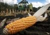 Video: ‘One more tool in our toolbox’: The case for crop biotechnology – Genetic Literacy Project