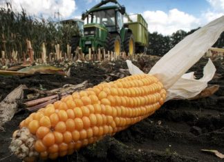 Video: ‘One more tool in our toolbox’: The case for crop biotechnology – Genetic Literacy Project