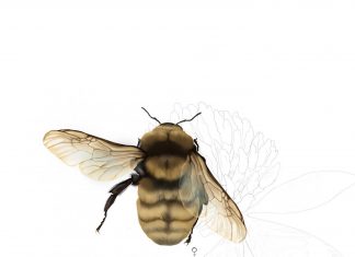 A Red List of insect experts in Europe