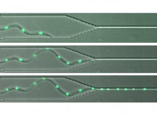 Can I Squeeze through? Disease-Causing Fungi Penetrate through Tiny Gaps at the Cost of Speed