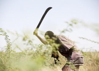 Clearing of woody weeds in Baringo County, Kenya, may yield major livelihood benefits