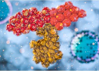 Dual-action monoclonal antibodies from an original SARS survivor show promise against COVID-19