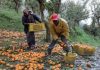 Facing tighter pesticide restrictions, Italian fruit growers hope biotechnology can help protect their orchards – Genetic Literacy Project