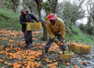 Facing tighter pesticide restrictions, Italian fruit growers hope biotechnology can help protect their orchards – Genetic Literacy Project