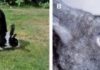 Handstanding Rabbits Help Scientists Identify Gene for Jumping