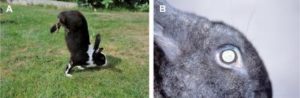 Handstanding Rabbits Help Scientists Identify Gene for Jumping