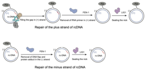 Hepatitis B Virus Uses Host’s DNA Repair Proteins to Close Circle of Infection