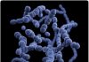 Highly sensitive DNA nanosensor can accurately detect lethal superbugs