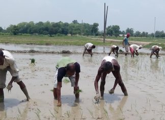 How India’s rice production can adapt to climate change challenges