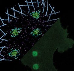 Light-Controlled Clustering of Receptors Acts Like a Signal to Trigger Cellular Reactions