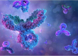 Researchers present fragment-based computational design of antibodies that target structured epitopes