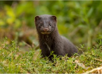 Researchers report zoonotic spillover of adapted SARS-CoV-2 from minks to humans