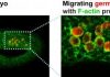 Scientists identify molecular pathway that helps moving cells avoid aimless wandering