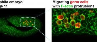 Scientists identify molecular pathway that helps moving cells avoid aimless wandering