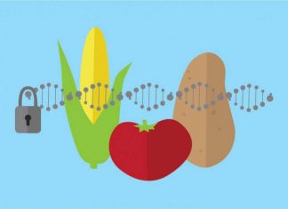 ‘Stop conflating all biotechnology with genetic engineering’: The case for more refined USDA regulations – Genetic Literacy Project