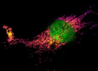 Study reveals how cells build ‘mini-muscles’ underneath their nucleus