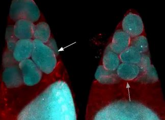Study reveals how egg cells get so big