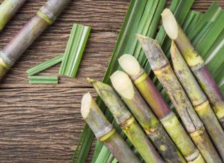 Sugarcane Biotechnology: Enhancing Crop Productivity, Key Challenges and much more – Krishi Jagran