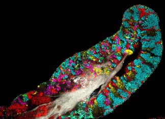 As plant/animal diversity wanes, is microbial life changing too? A perilously ‘profound Ignorance’