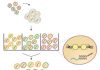 CRISPR Screening Combined with Chromatin Accessibility Sequencing