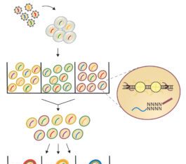 CRISPR Screening Combined with Chromatin Accessibility Sequencing