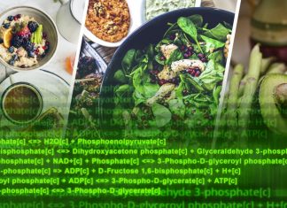Designing healthy diets – with computer analysis
