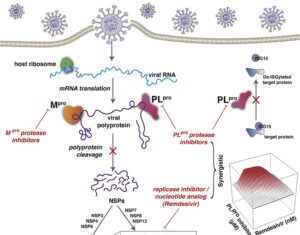 Effect of COVID-19 Antiviral Remdesivir Multiplied 10-Fold by Hepatitis C Drugs