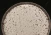 Elevated Asthma Risk by Gut Microbiome Imbalance in Newborns