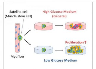 Less sugar, please! New studies show low glucose levels might assist muscle repair