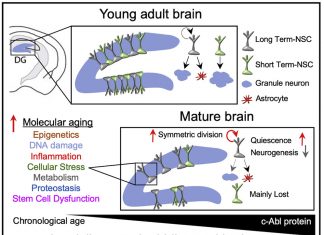 Neural Stem Cells Decline During Aging