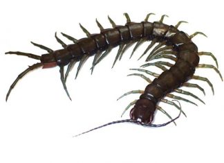 New amphibious centipede species discovered in Okinawa and Taiwan