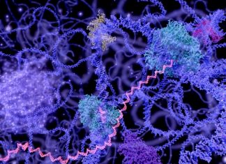 Novel integrative genetic screening platform offers insights into role of DNA accessibility in cancer