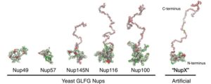 Nuclear Envelope’s Ins and Outs Studied with Virtual and Model Pores