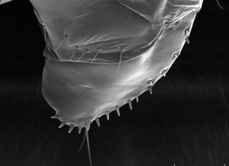 OU Doctoral student’s research on fruit fly behavior earns award at international conference
