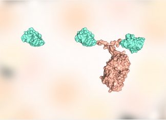 Researchers develop eleven SARS-CoV-2 RBD nanobodies using computational design
