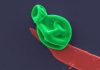 Superbug killer: New nanotech destroys bacteria and fungal cells