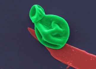 Superbug killer: New nanotech destroys bacteria and fungal cells