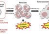 Unique ADC Strategy Targets Leukemia