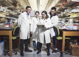 USC Stem Cell study identifies molecular ‘switch’ that turns precursors into kidney cells