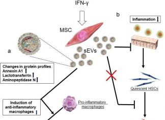 A glimmer of hope: New weapon in the fight against liver diseases