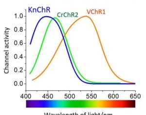 A Step Toward Light Therapy: Discovery of Indigo Ion Channel Switch Expands Optogenetic Toolkit