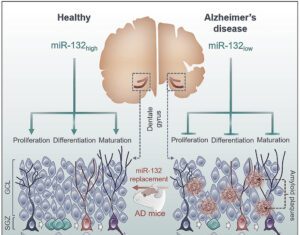 Alzheimer’s Deficits in Neurogenesis and Memory Lessened by Small Molecule