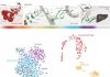 Atlas of malaria parasite gene activity provides new targets for drugs and vaccines