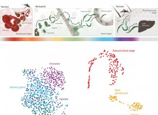 Atlas of malaria parasite gene activity provides new targets for drugs and vaccines