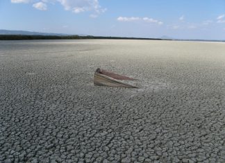 Biodiversity devastation: Human-driven decline requires millions of years of recovery