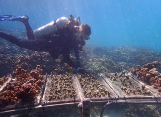 Climate change-resistant corals could provide lifeline to battered reefs